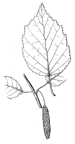 Paper Birch Or White Birch Or Canoe Birch Leaf Coloring Page